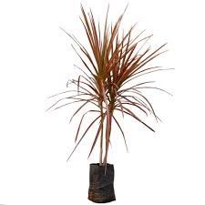 dracaena tricolor